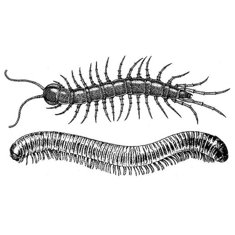 Centipedes & Millipedes