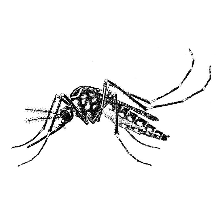 Mosquitoes, Gnats, No-See-Ums