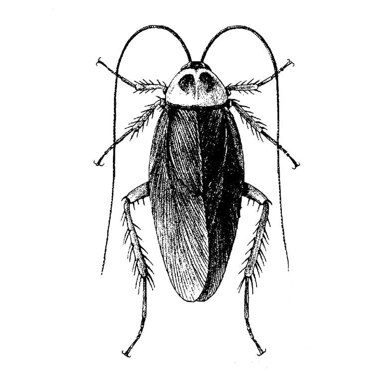 Roaches